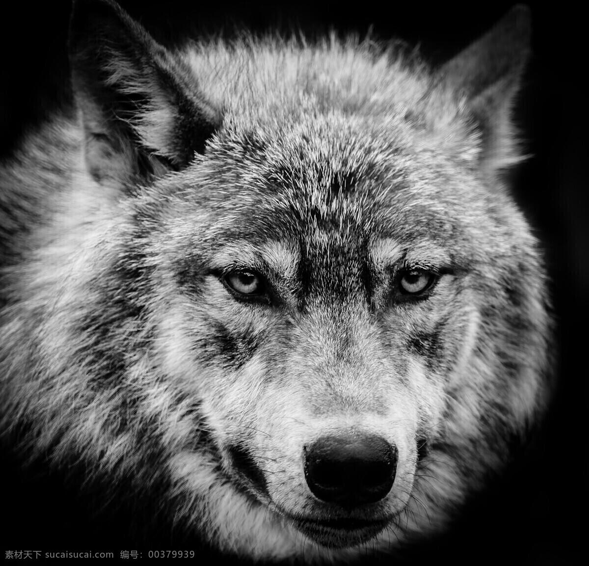 狼图片 狼 野狼 灰狼 豺狼 群狼 自然生物 野生动物 动物