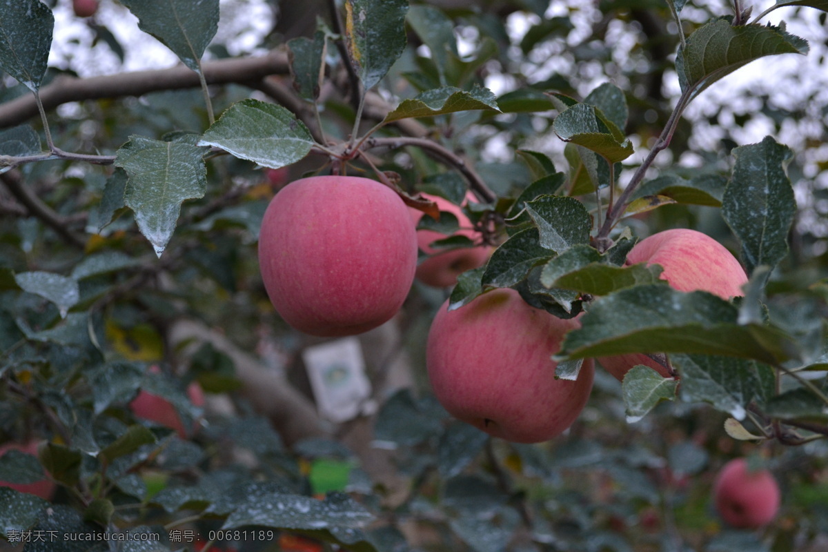 红苹果 富士苹果 红富士 洛川苹果 苹果 陕西苹果 红富士苹果 新鲜水果 苹果园 枝头苹果 水果 生物世界