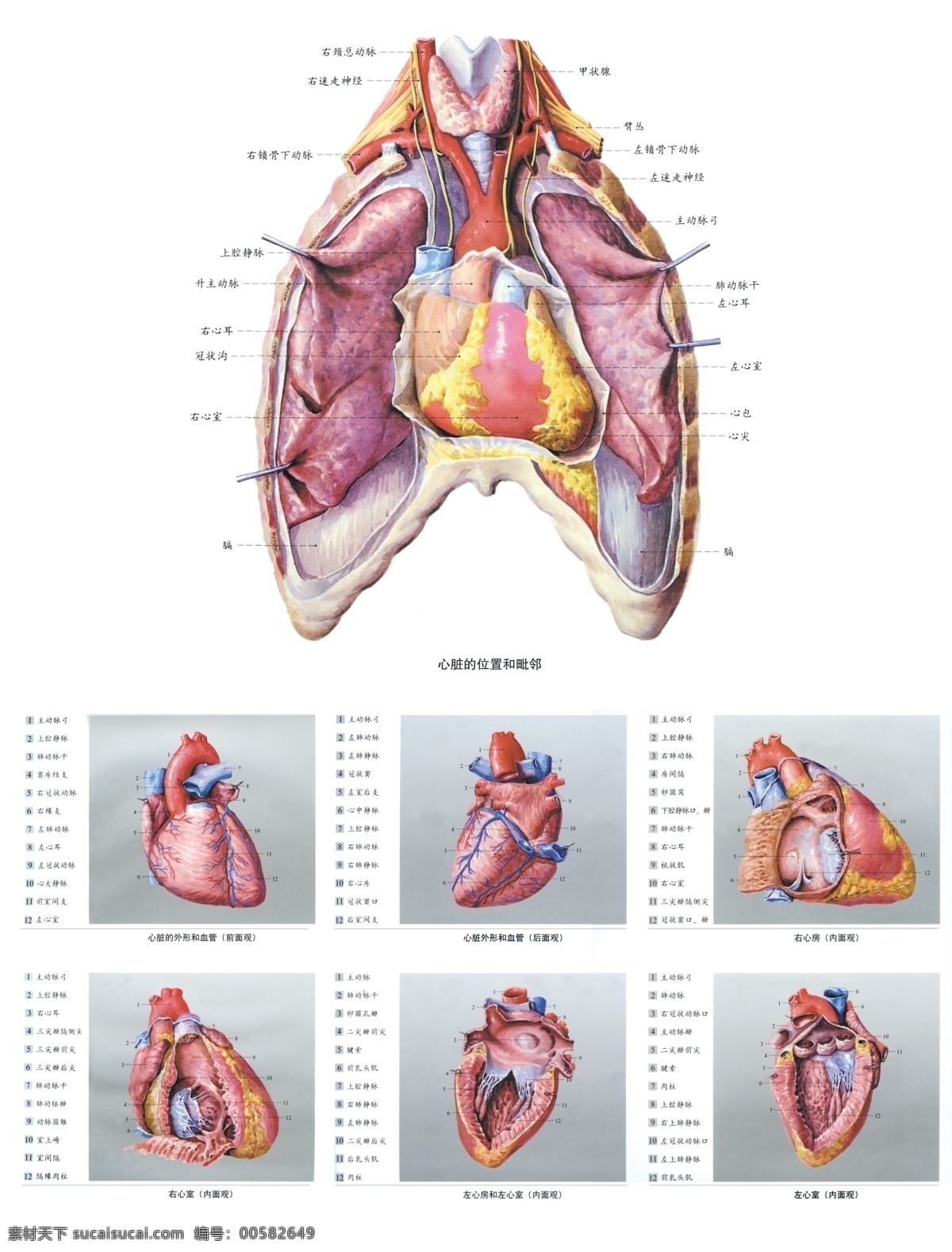 人体解剖图 中医 经络图 内脏分部图 人体构造图 医学图 人体内脏图 医学研究图 展板模板 广告设计模板 源文件