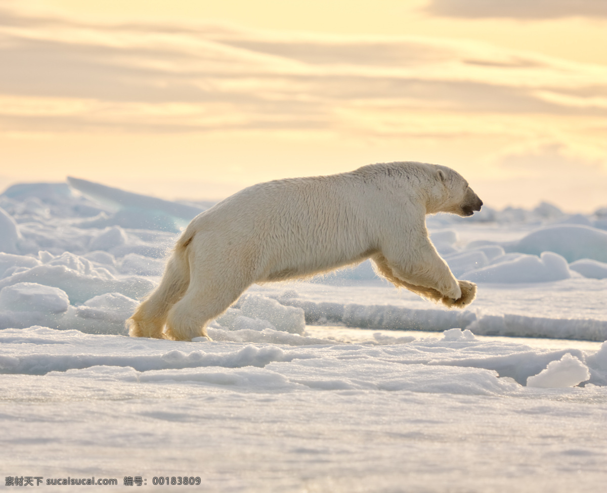 奔跑 北极熊 冰雪 冰川 动物摄影 动物世界 陆地动物 生物世界
