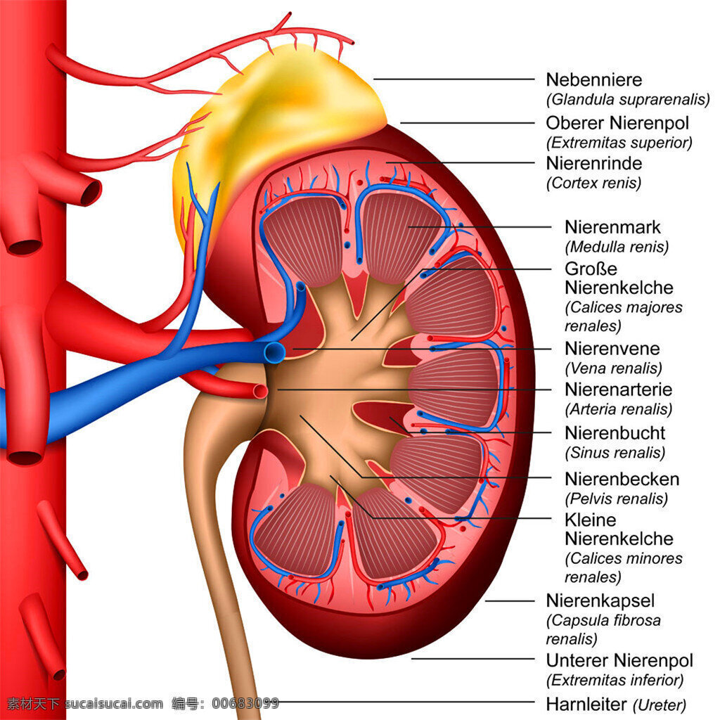 肾 器官 结构 模板下载 肾结构 人体器官 人体解剖学 生活百科 矢量素材