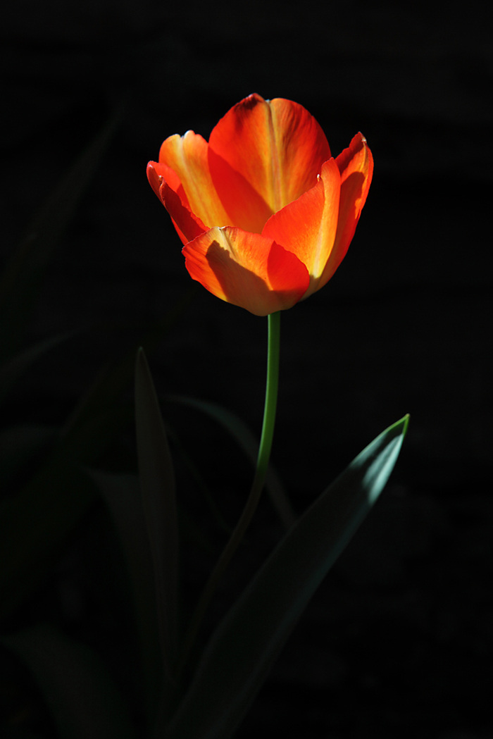 位图 植物摄影 植物 花卉 免费素材 面料图库 服装图案 黑色