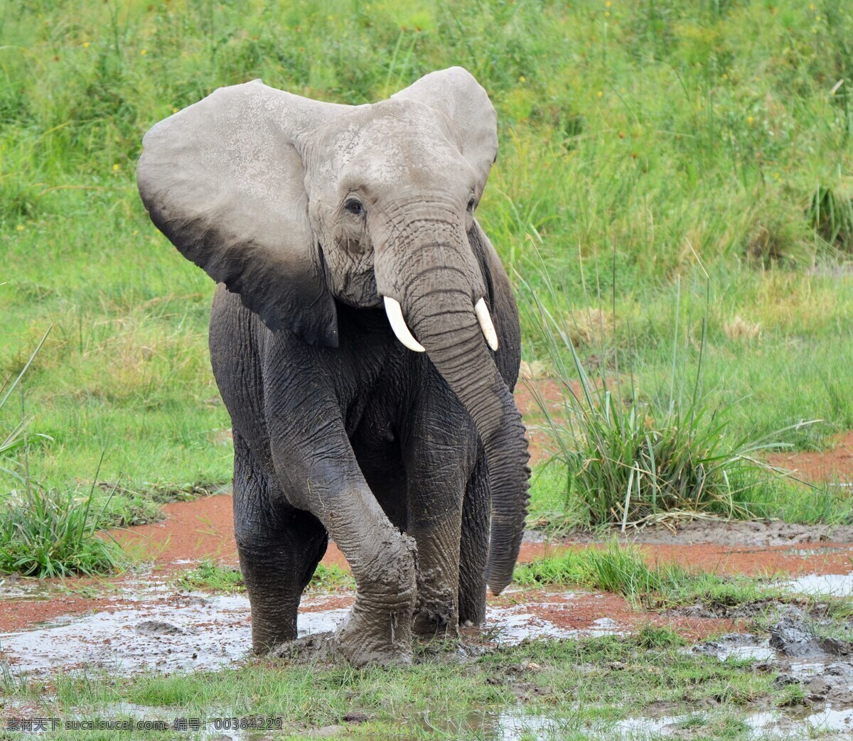 泥地野生大象 大象 非洲象 非洲大象 野生大象 野生动物 哺乳动物 保护动物 珍惜动物 动物 生物世界