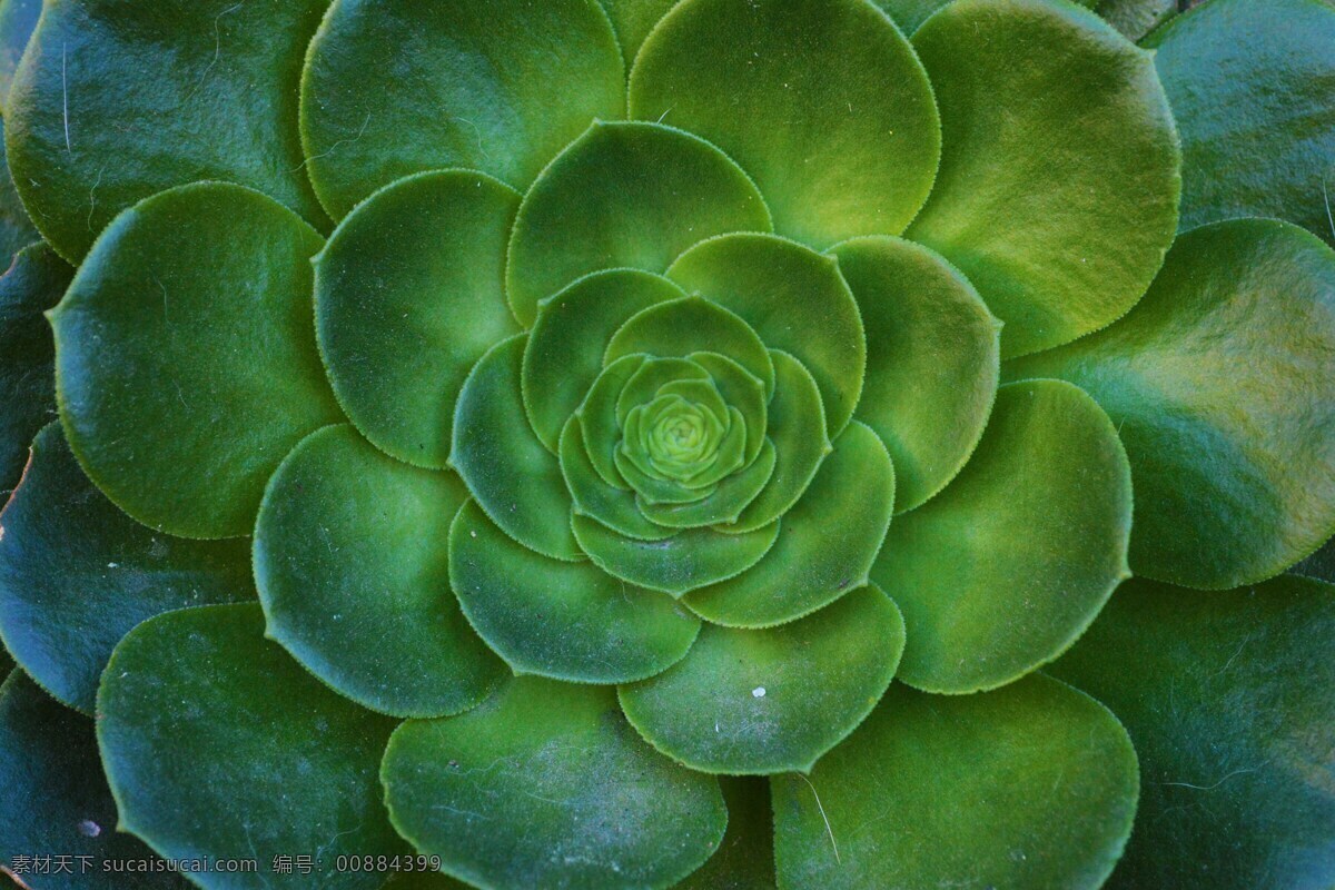 层次感 仙人掌 植物 层次背景 植物背景 背景图片