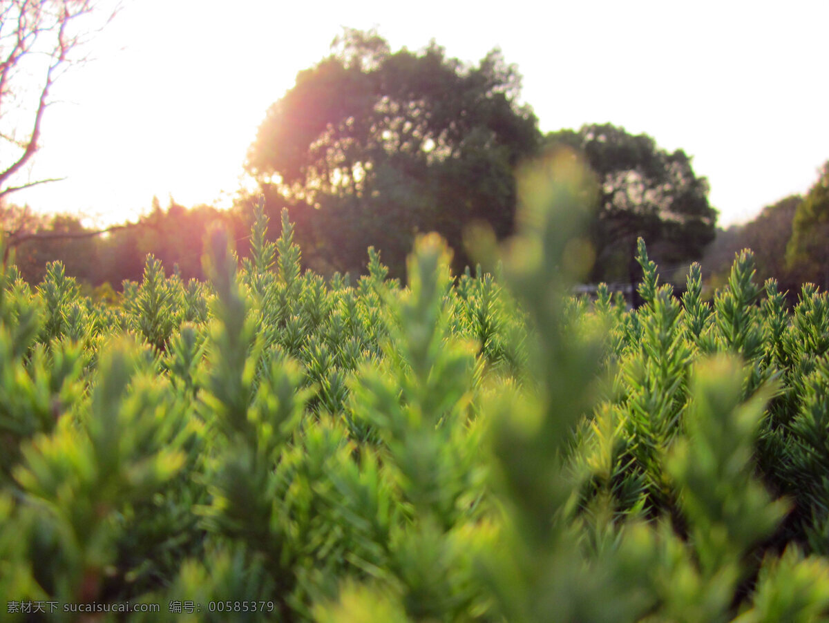 阳光 下 绿色 草 高清 草地 树木 绿树