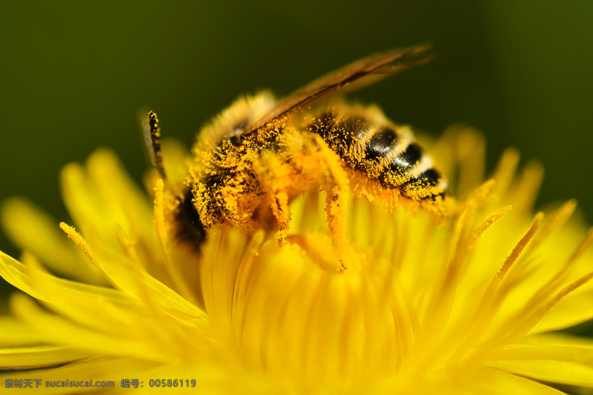 花蕊 里 蜜蜂 花朵 鲜花 花卉 向日葵花 采蜜 空中飞鸟 昆虫世界 生物世界
