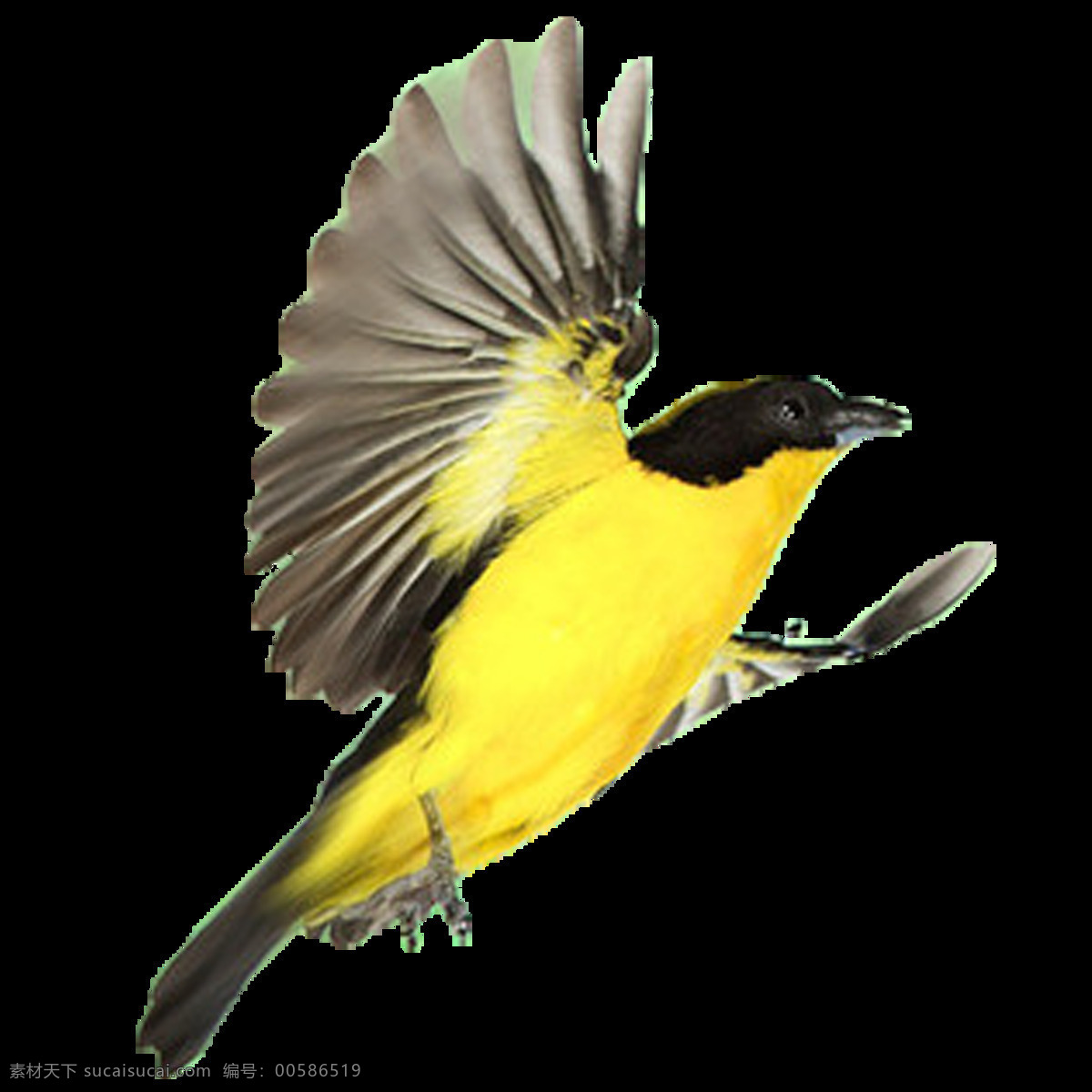 唯美 多样 鸟儿 静态 黄鹂鸟儿 飞翔 生动 写实