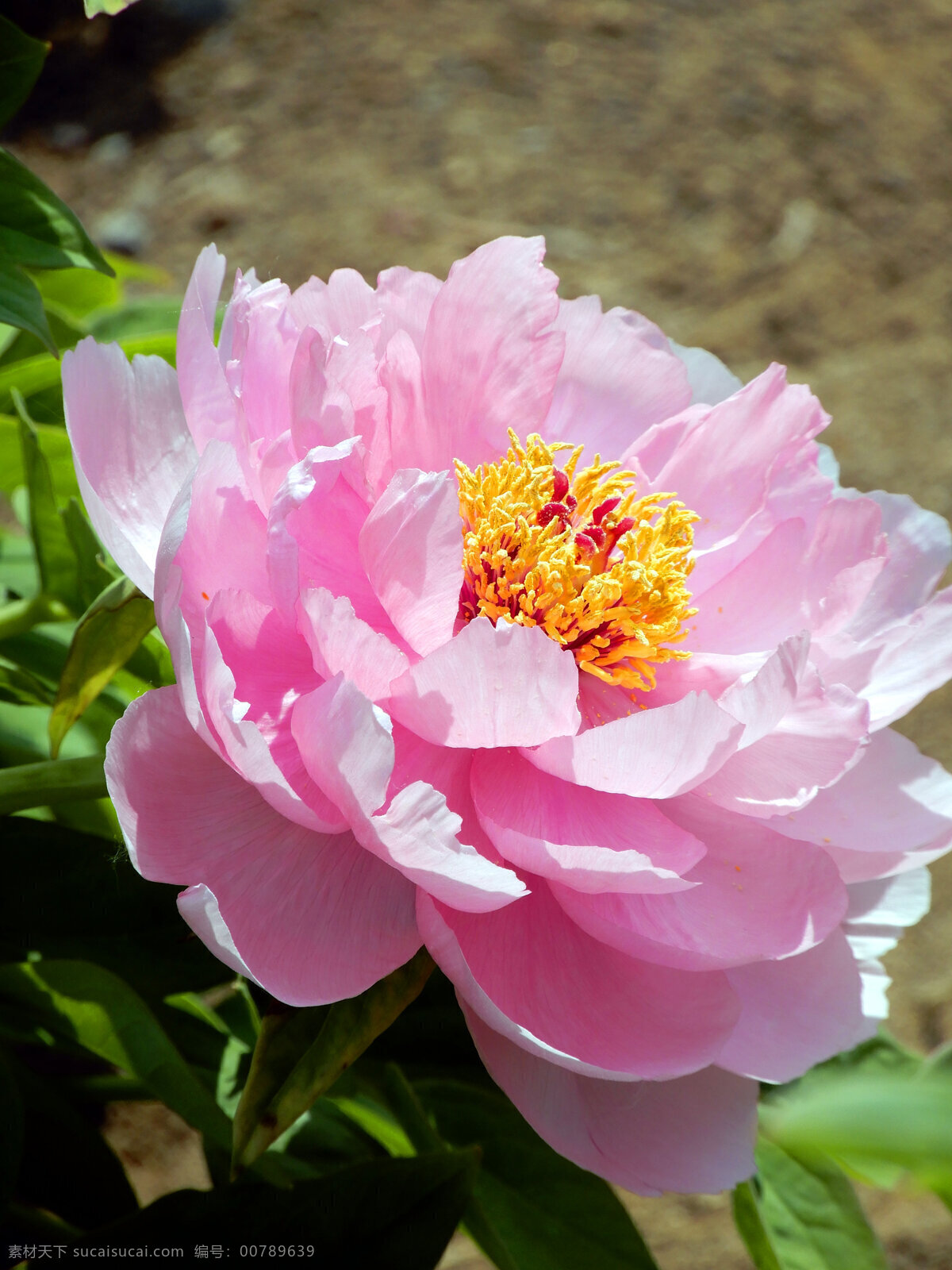 牡丹花 牡丹 花朵 鲜花 盛开 富贵花 绿叶 生物世界 花草