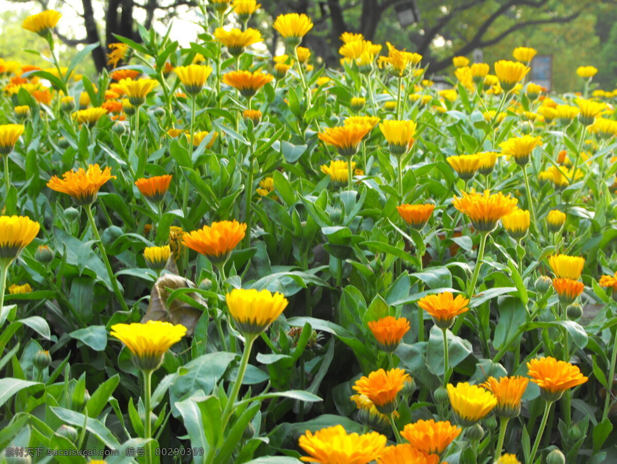 某样 蔬菜 花 大自然 美景 鲜花 绽放 自然 自然风景 某样蔬菜的花 向日葵 一样 自然景观 风景 生活 旅游餐饮