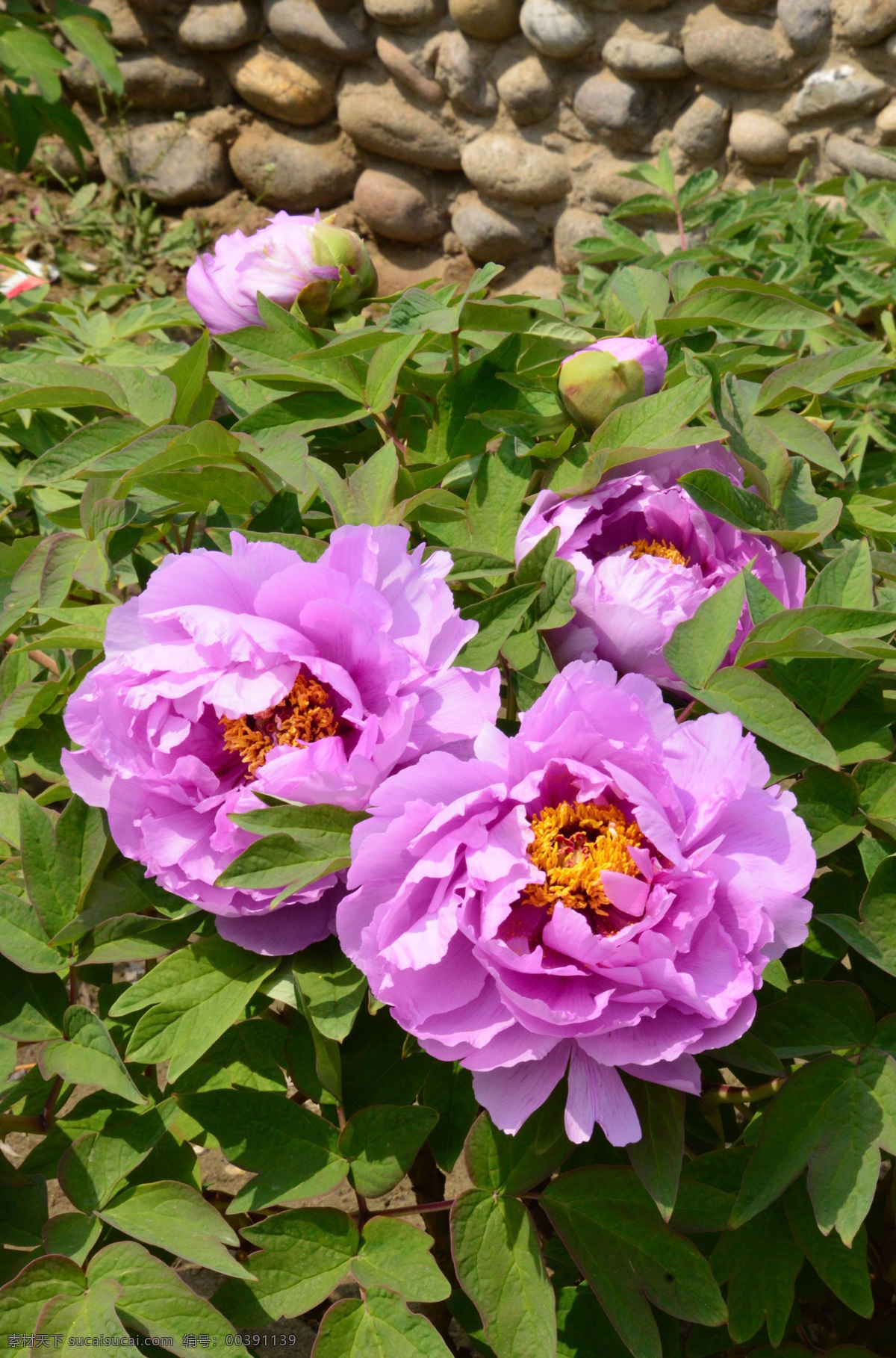 牡丹花 牡丹 观赏花卉 鼠姑 木芍药 百雨金 洛阳花 花朵 花瓣 花蕊 花卉 花儿 花草 植物 园林绿化 绿化景观 芍药牡丹 生物世界