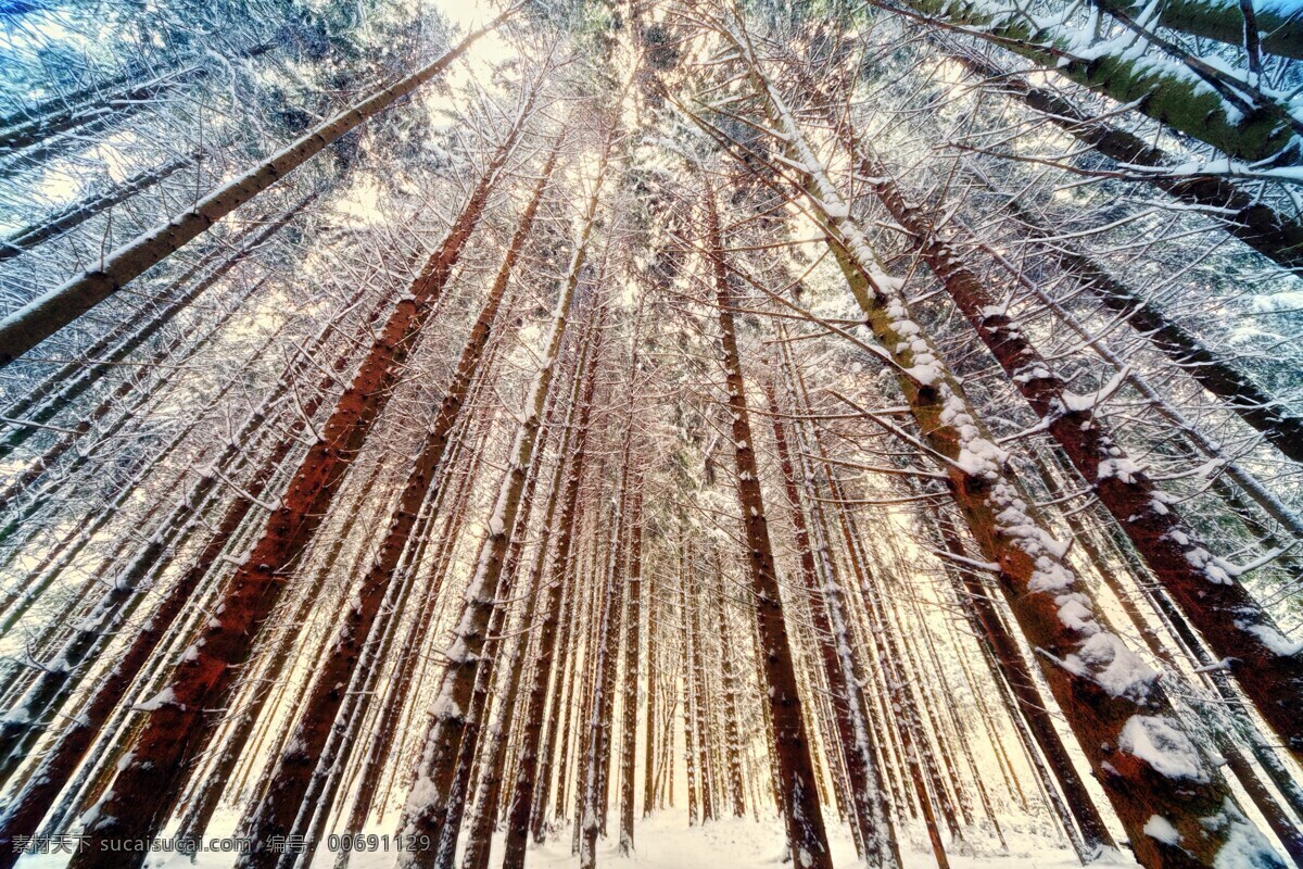 冬日 里 树林 美景 冬天 雪花 枯树 多娇江山 生物世界 树木树叶