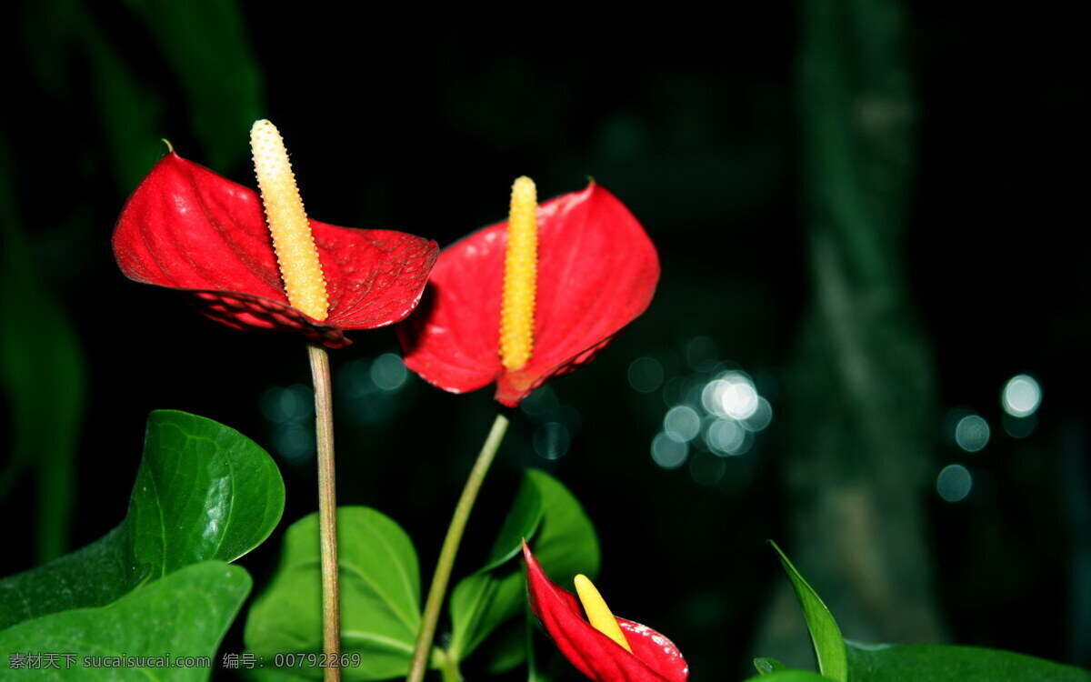 美丽 红掌 花 花卉 花朵 花草 红色