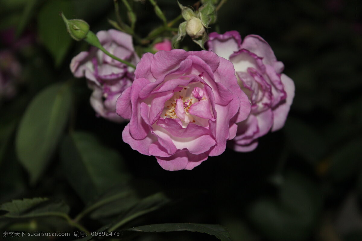 花 花草 花卉摄影 花卉素材 生物世界 月季 月季花 春季花卉 草本花卉 夜色花卉 景观花卉 psd源文件