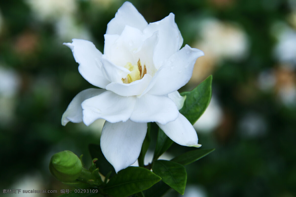 栀子花 花草 生物世界