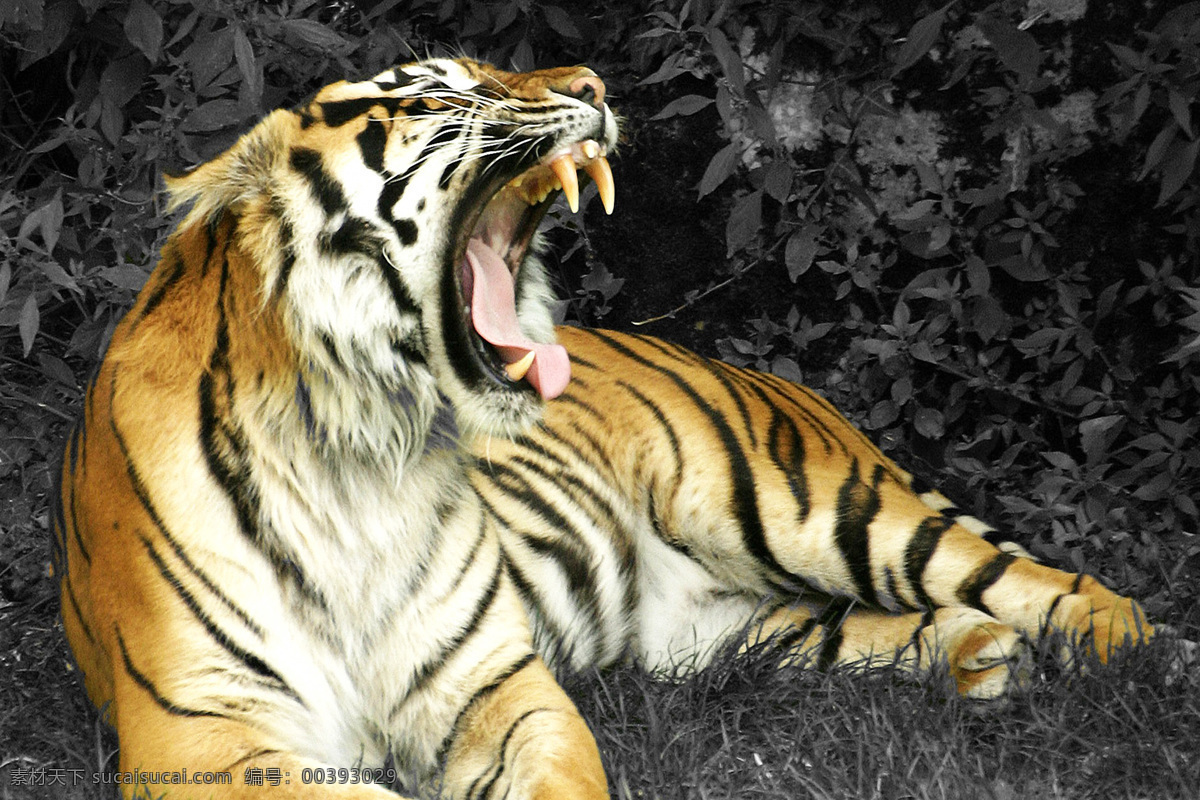 老虎 panthera tigris 猫科动物 tiger 哺乳动物 西伯利亚虎 东北虎 华南虎 巴厘虎 印度支那虎 马来亚虎 爪哇虎 苏门答腊虎 孟加拉虎 里海虎