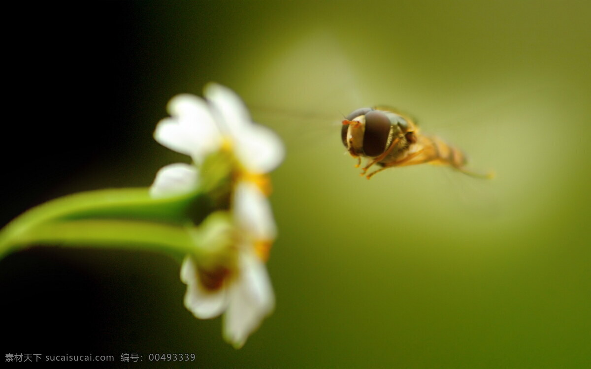 蜜蜂 壁纸 公园 花 昆虫 劳动 生物世界 特写 采蜂蜜 花粉