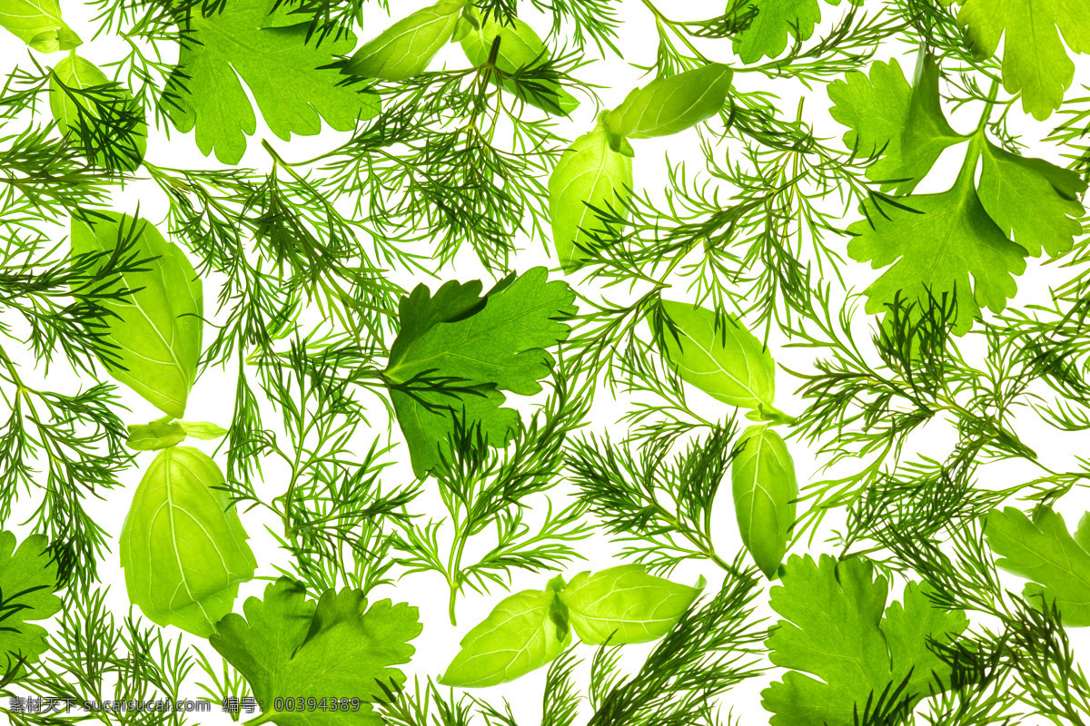 绿色植物香草 调味品 绿色 植物 香草 香料 餐饮美食