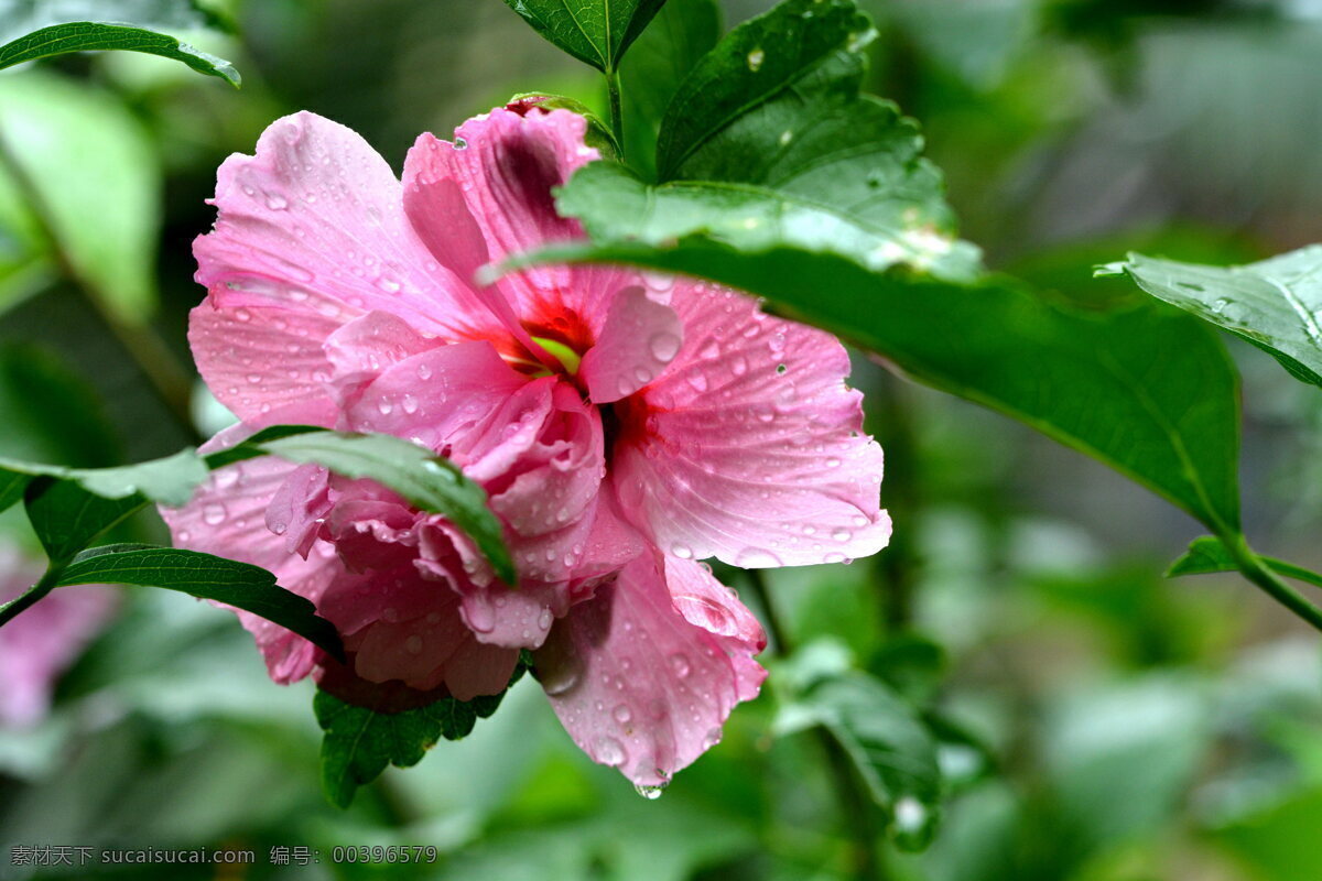 唯美 粉色 木芙蓉 花 鲜花 花卉 花朵 花草