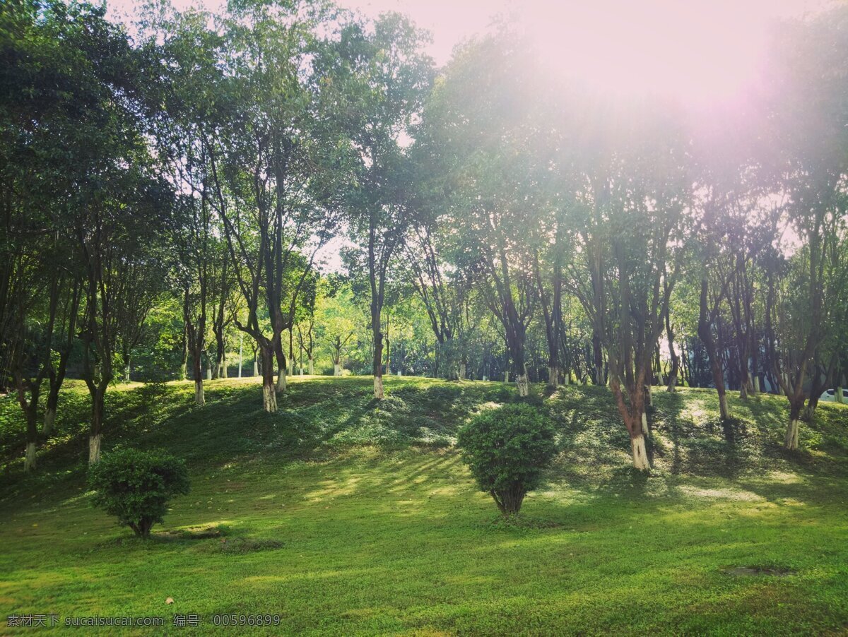 阳光下的草坪 草坪 树林 阳光 光斑 宁静 自然景观 自然风景