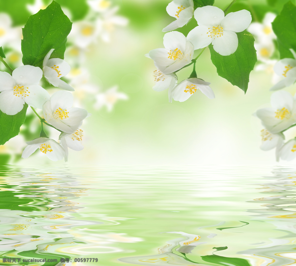 桃花 水倒影 桃花倒影 白色