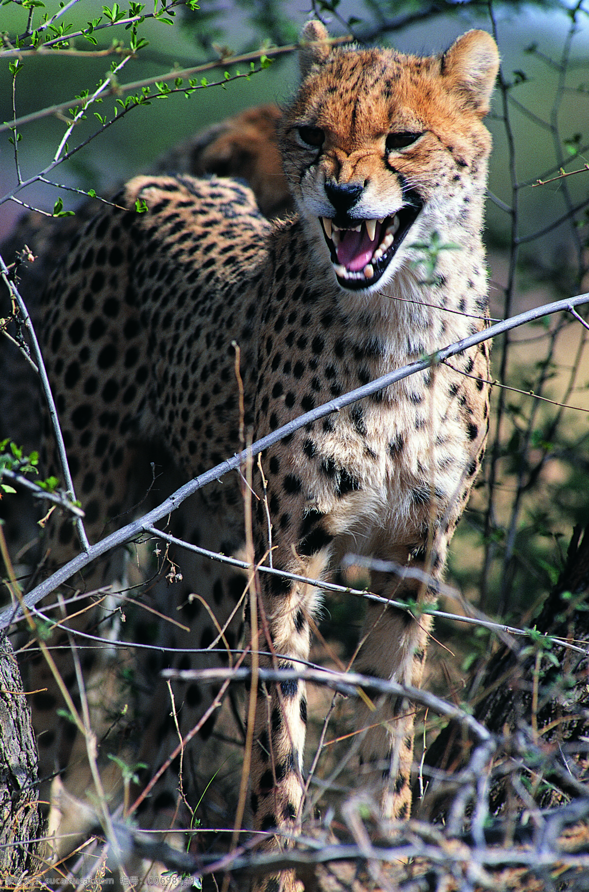 猎豹图片素材 野生动物 动物世界 哺乳动物 金钱豹 猎豹 豹子 摄影图 陆地动物 生物世界