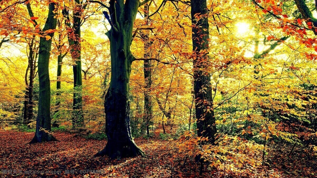 秋景 秋天 秋季 树林 树叶 枫树 阳光 草地 秋韵 林间小路 唯美秋色枫叶 自然景观 自然风景 黄色