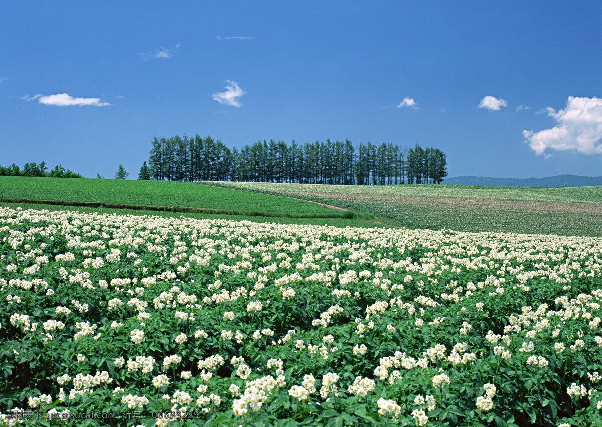 田园风景摄影 四季风景 美丽风景 美景 自然景色 树木 田园风光 一望无垠 天空 鲜花 花朵 自然风景 自然景观 蓝色