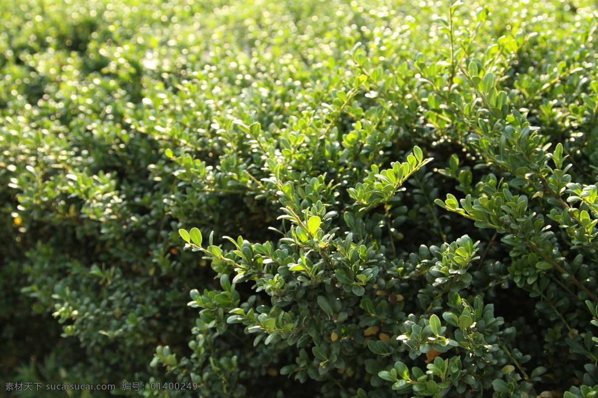 龟甲冬青 叶子 绿色 植树 配景 树木树叶 生物世界