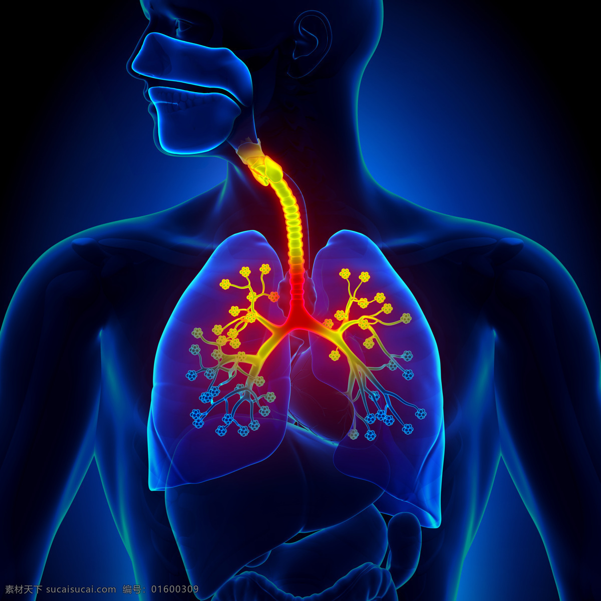 咽喉 心脏 咽喉与心肺 肺部 人体器官 身体 人类身体 绚光身体 其他人物 人物图库 医疗护理 现代科技