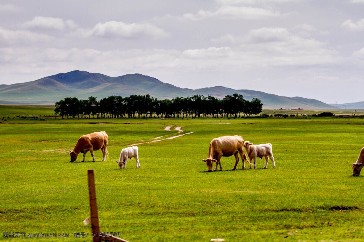 草原牧歌 内蒙 乌珠穆沁 草原 牛 牧歌 风光 田园风光 自然景观