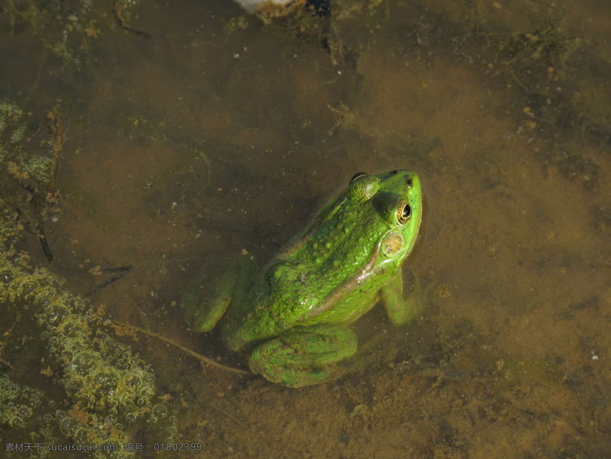 青蛙 昆虫 生物世界 蟾蜍 两栖动物