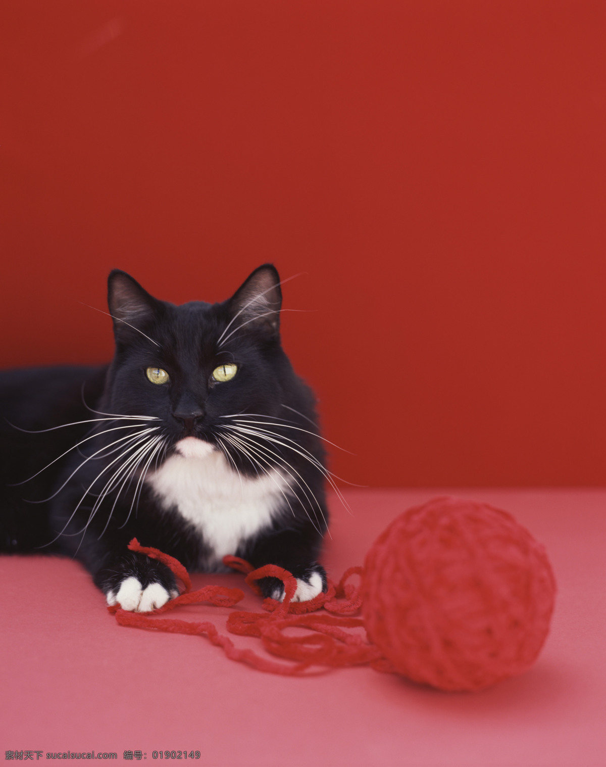 黑色 猫咪 线团 宠物 宠物猫 可爱 小猫 黑猫 猫咪图片 生物世界