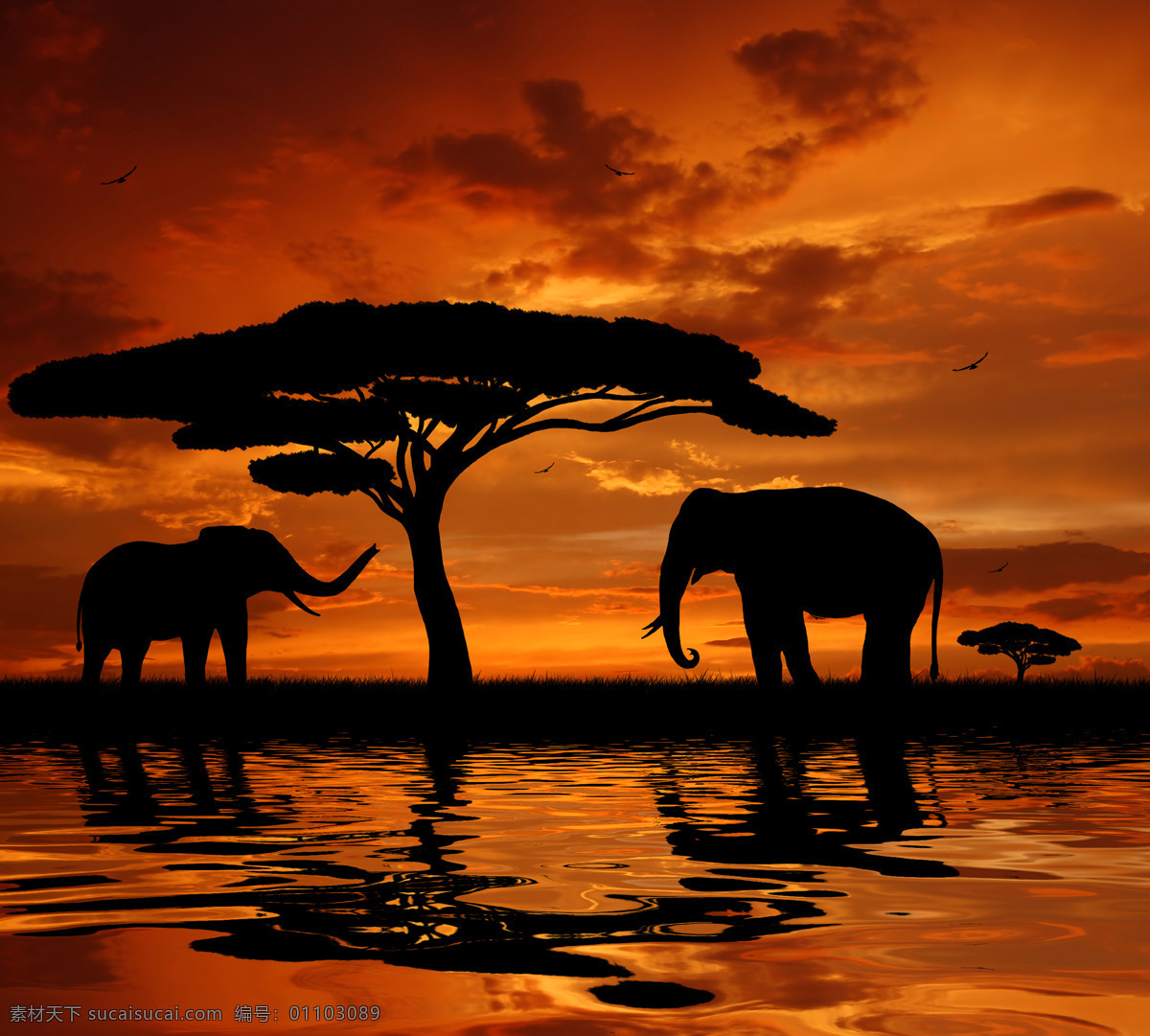 非洲 草原 上 大象 非洲草原风景 非洲动物 美丽风景 黄昏 动物剪影 陆地动物 生物世界