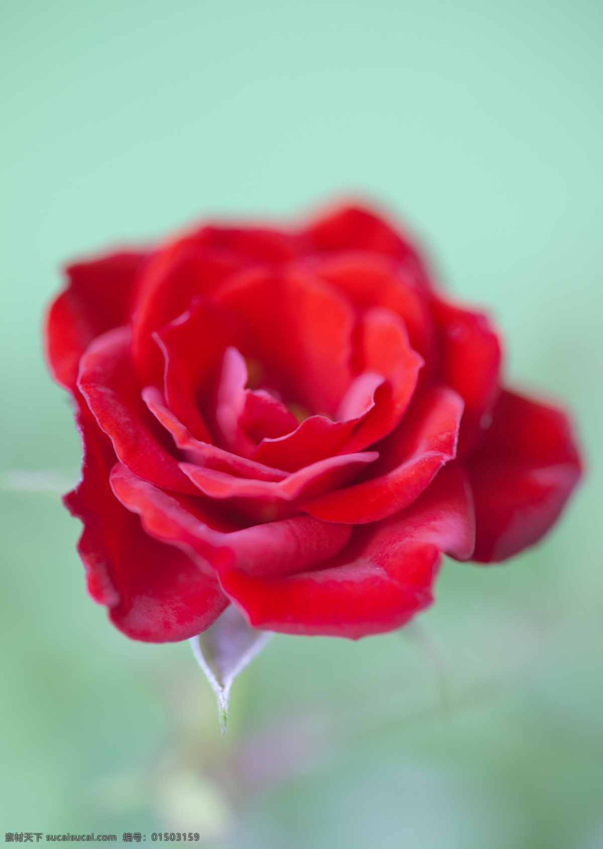 红色 玫瑰花 礼物主题 鲜花 花朵 花草树木 生物世界