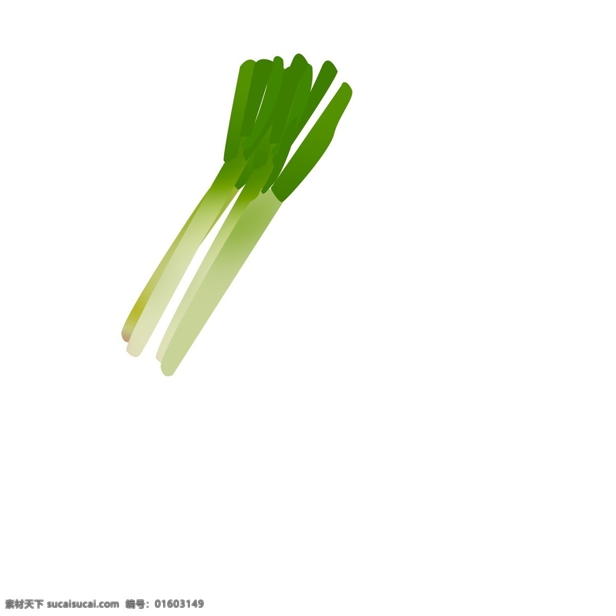 手绘 蔬菜 大葱 插画 新鲜的蔬菜 卡通插画 手绘蔬菜插画 有机的蔬菜 绿色的葱叶 长长的葱白