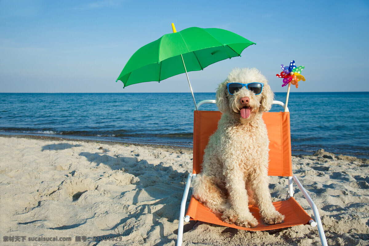 海边度假的狗 海边 度假 狗 大海 陆地动物 野生动物 动物世界 生物世界 蓝色