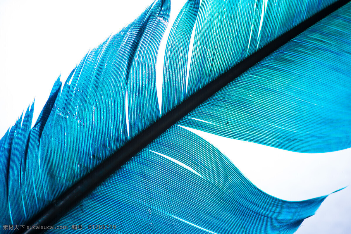 羽毛背景 蓝色羽毛 羽毛 纹理背景 彩色羽毛 鸟类羽毛 精美羽毛 鸟的羽毛 精美羽毛背景 青色 天蓝色