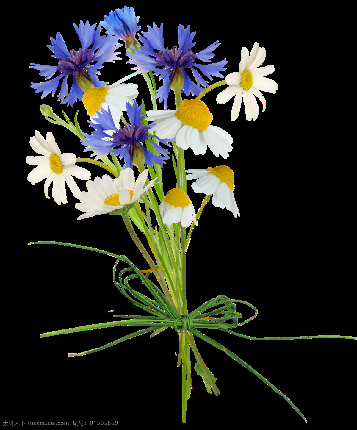 清新 感 现代 唯美 花束 透明 紫色 白色 菊花 花草 透明素材 免扣素材 装饰图片