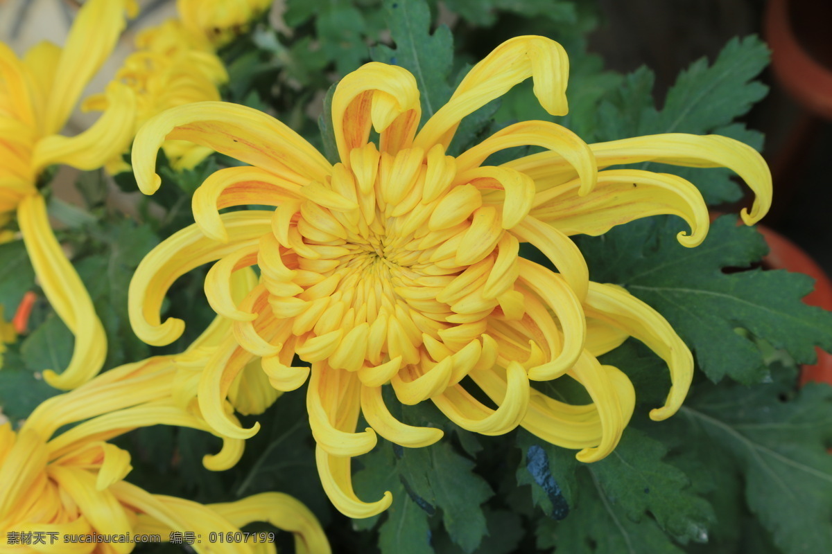 菊花 秋菊 园艺 花卉素材 寿客 金英 黄华 陶菊 花卉 花儿 花草 花朵 花瓣 花蕊 菊菊花 生物世界