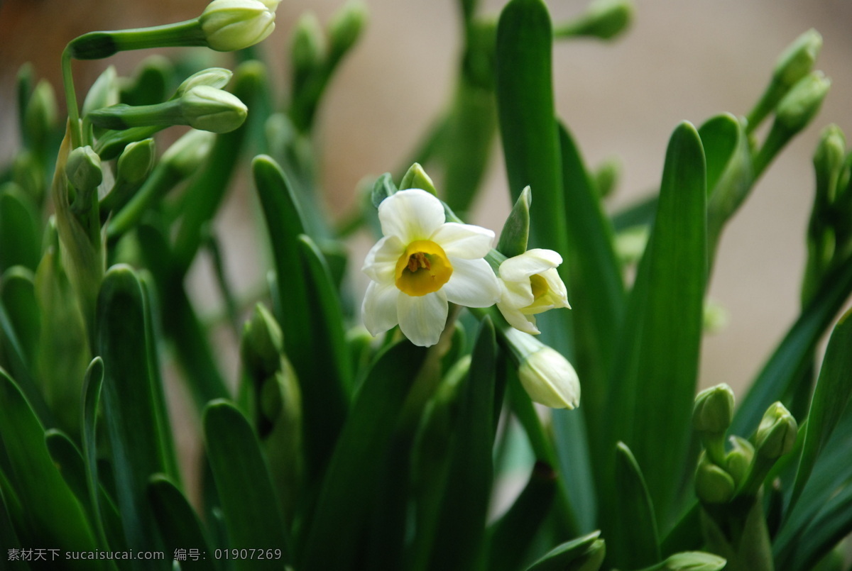 水仙 水仙花 花卉 植物 盆栽 自然景观 田园风光 摄影图库 生物世界 花草