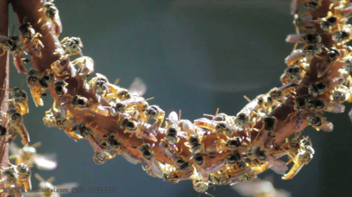 jetai 蜜蜂 自然 昆虫 苍蝇 黄蜂 蜂巢 一大群 蜂蜜 飞行 忙碌的