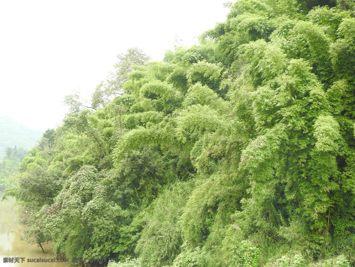 竹林 竹子 竹山 青竹 雅安竹子 生物世界 树木树叶