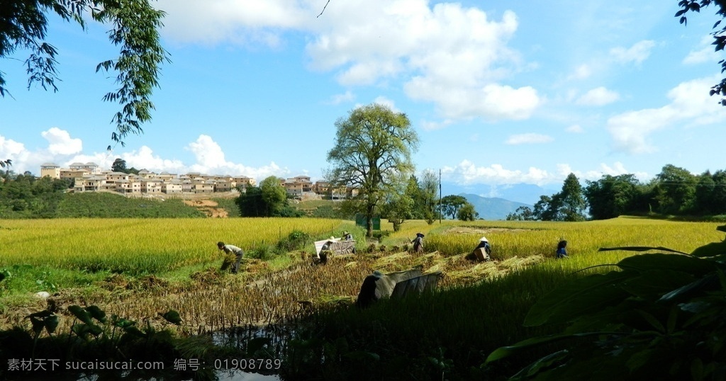 梯田美景 哈尼梯田 云南 元阳梯田 水稻 哈尼族 少数民族 蓝天白云 山 民族风情 少数民族生活 旅游摄影 国内旅游