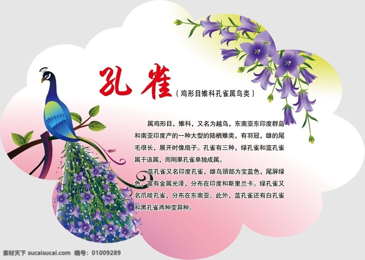 孔雀 鸽子 锦鸡 幼区园展板 异形 卡通动物 动物简介 分层 展板模板