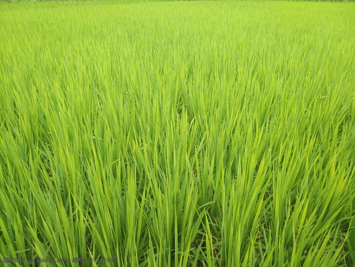 水稻 小麦 绿植 绿色 田地 丰收 绿油油 绿草 草地 自然景观 田园风光