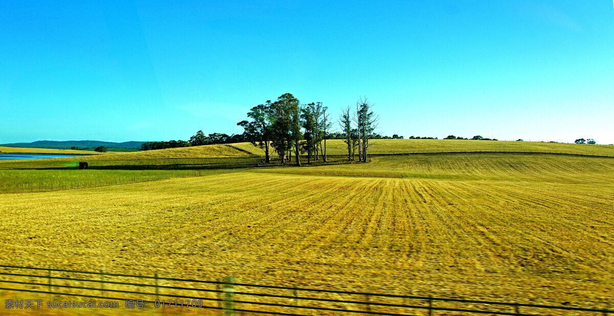 澳洲 塔斯马尼亚 草原 草地 青草 旅游 风光 风景 国外风景 国外旅游 旅游摄影 青色 天蓝色