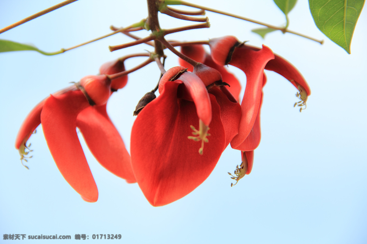 刺桐 花卉 生物世界 春色 花蕾 花蕊 花香 花朵 花草 花瓣