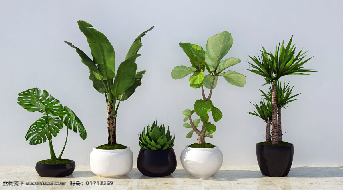 绿植盆栽 绿色 植物 护目 净化空气 园艺 盆栽 高清 装饰