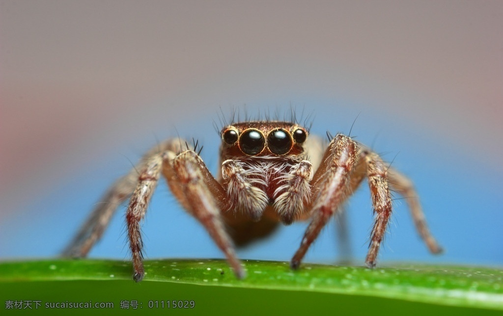 微距 跳蛛 蜘蛛 八只眼 刚毛 大眼睛 生物世界 昆虫