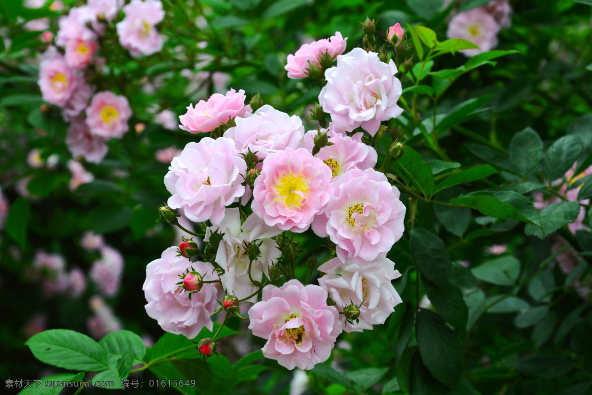 春天 盛开 蔷薇花 篱笆 粉色花 自然景观 山水风景